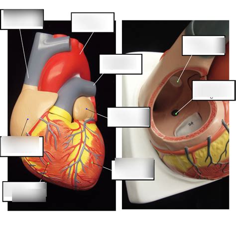 Heart Structures Diagram Quizlet