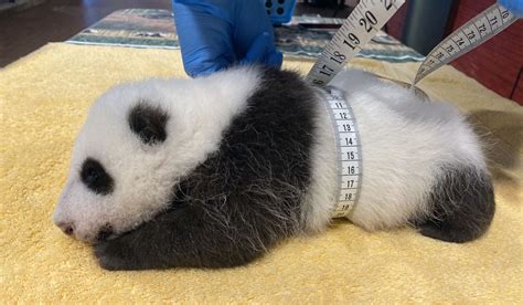 The National Zoos Giant Panda Cub Is Finally Cute