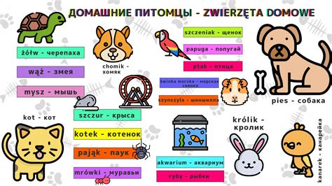 Урок польского языка №18 Polish Language Language Homeschool
