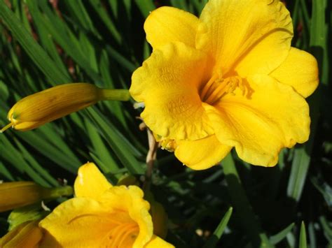 Caring For Stella Doro Daylilies Learn How To Grow Stella Doros