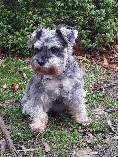 Top How Long To Miniature Schnauzers Live You Need To Know