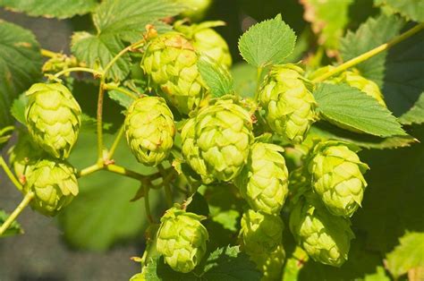 Beer Hops Plant Seeds For Sale Here Online Australia 4 Sunblest Products