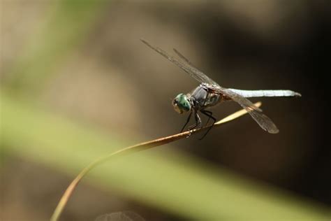 Beautiful Blue Eyed Dragonfly On A Sunny Afternoon Smithsonian Photo
