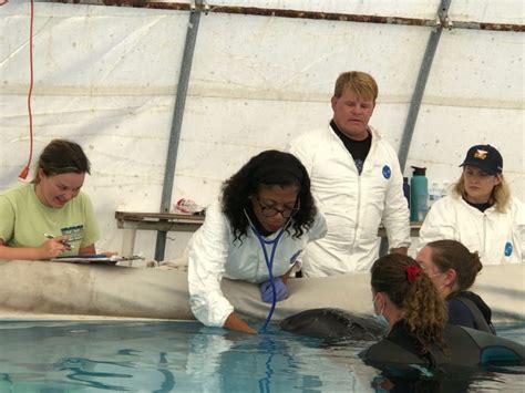 September 2019 Whale Rescue Institute For Marine Mammal Studies Inc