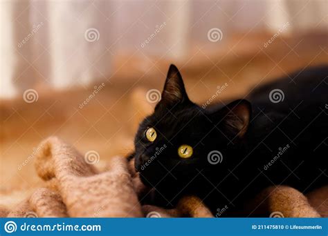 Cute Little Black Kitten On Knitted Carpet Stock Photo Image Of