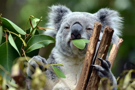 What Do Koalas Eat Worldatlas