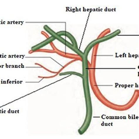 A Picture Showing The Superficial And Deep Branch Cystic Artery