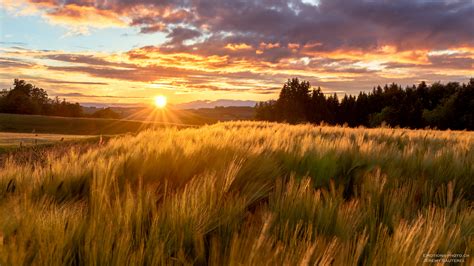 Free Download Hd Wallpaper Photograph Of Brown Wheat Field Sunset Vuisternens Devant Romont
