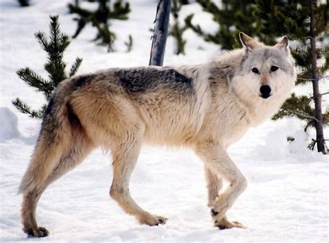 Us Considers Lifting Hunting Ban On Grey Wolves Imported From Canada