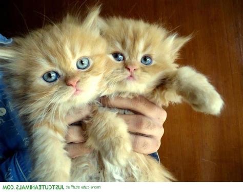 Kitten Twins Kittens Photo 41555085 Fanpop