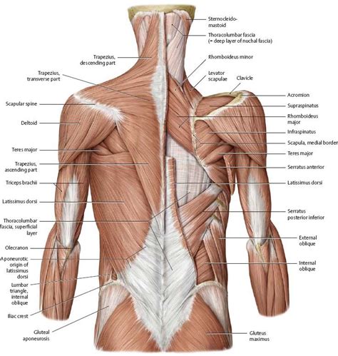 Back pain is one of the most common kinds of pain for adults. images | Anatomy, Muscle, Latissimus dorsi