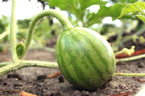 Young Small Watermelon In The Garden In Fine Clear Weather Stock Image