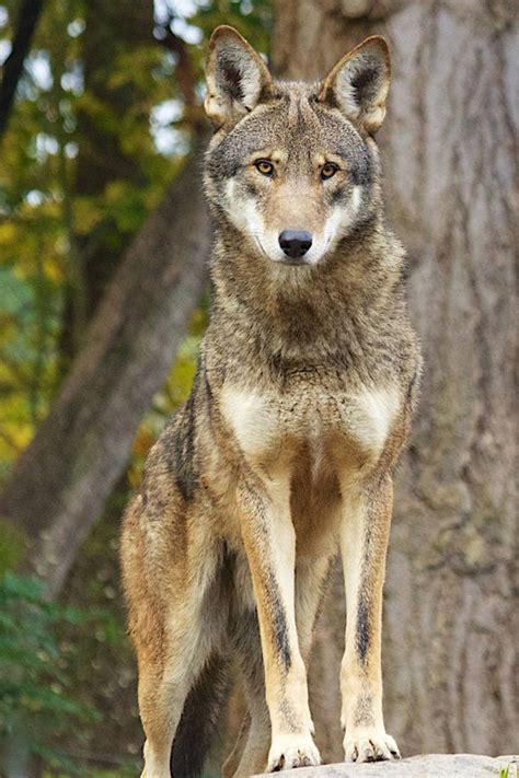 Lawsuit Challenges ‘nonessential Designation Of Last Wild Red Wolf