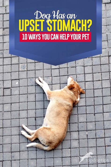 10 Ways To Help A Dog With Upset Stomach And How To Prevent It