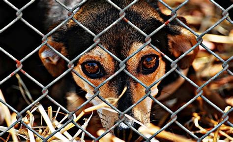 Animal Cruelty Laws On Torture Abuse And Killing
