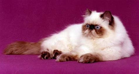 5 Things To Know About Himalayans Persian Cat Doll Face Cat Breeds