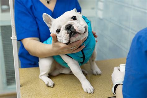 The Advantages Of Taking Your Pet To An Accredited Animal Hospital
