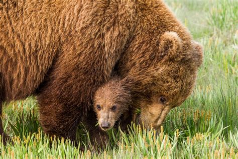 Grizzly Bear Hugging Cub Photo 257 Alaska Lake Clark Photos By