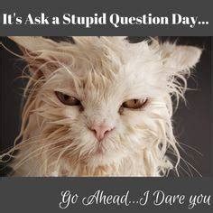 It S Question Time National Ask A Stupid Question Day