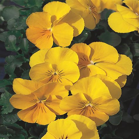 106 Gal Yellow Pansy Plant 8318 The Home Depot
