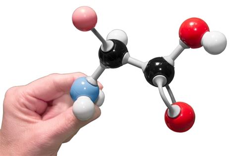 Amino Acid Starter Kit 3d Molecular Designs