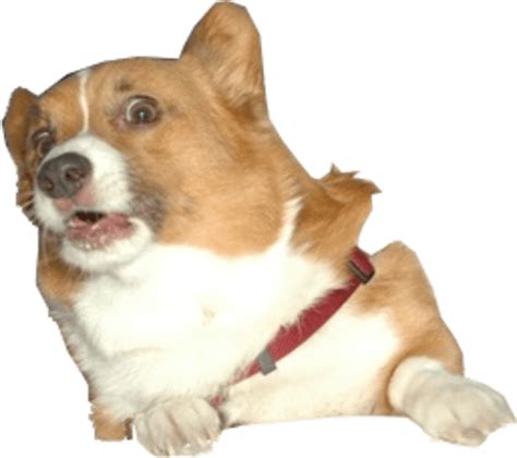 Download Surprised Corgi Dog Transparent Png Stickpng