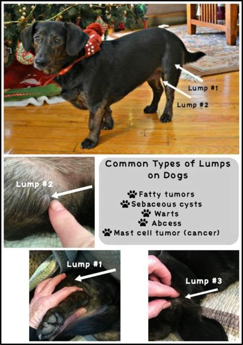Types Of Lumps On Dogs But Not All Are Cancerous Santé Des Animaux De