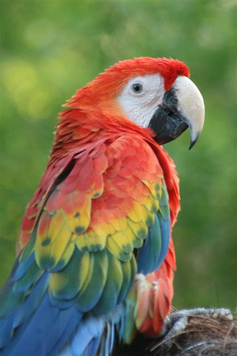 Guacamayo Beautiful Nature Parrot Animals