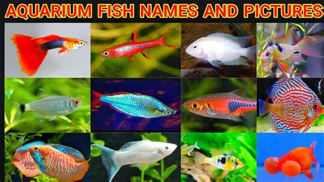 Discover Beautiful Fishes Names And Images Click To Dive Into A World