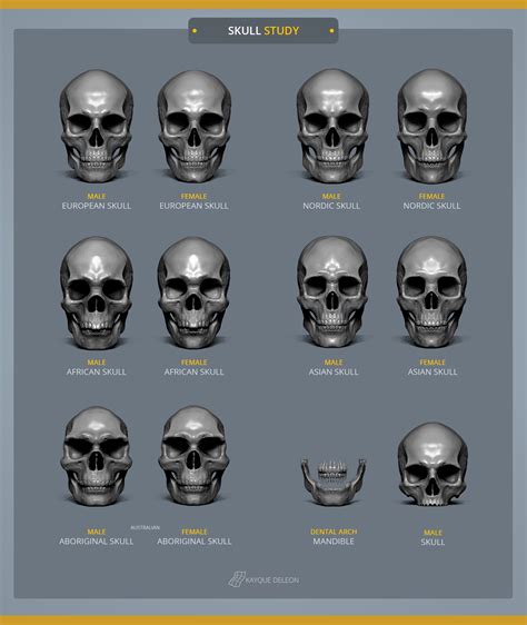 Ethnicity Skull In Zbrush Front View Character Art Skull Human Skull