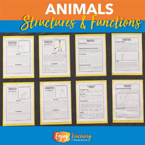 Teaching Animal Structures And Functions Fourth Grade