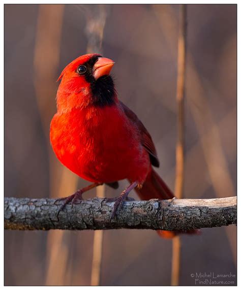 Cardinal Rouge Mâle Adulte Mila117840