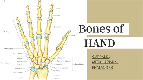 Bones Of Hands Carpals Metacarpals Phalanges Mnemonics General