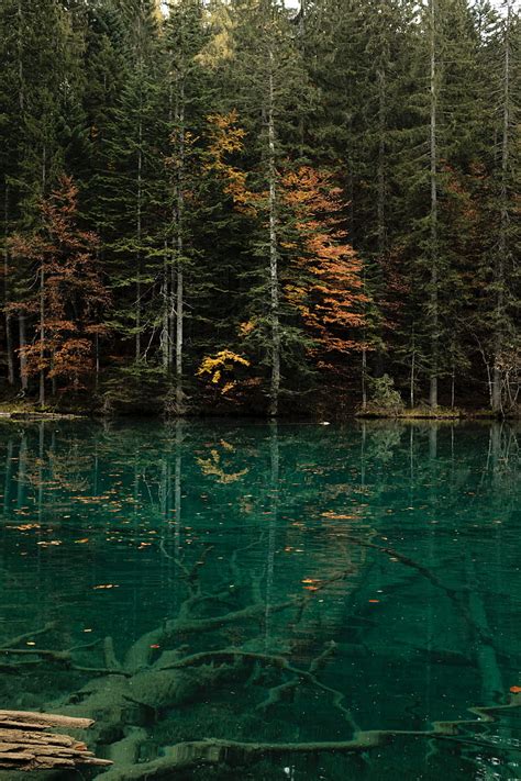 Lake Trees Forest Water Shore Hd Phone Wallpaper Peakpx
