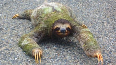 Sloth Comp