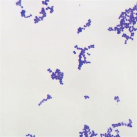 Gram Positive Coccus Slide Wm Gram Stain Carolina Biological Supply