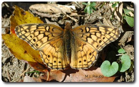 Last Butterfly Of The Season Variegated Fritillary