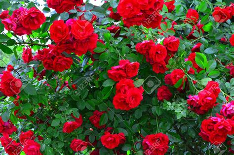 Kilmacanogue National School Beautiful Red Rose Bush Red Roses In