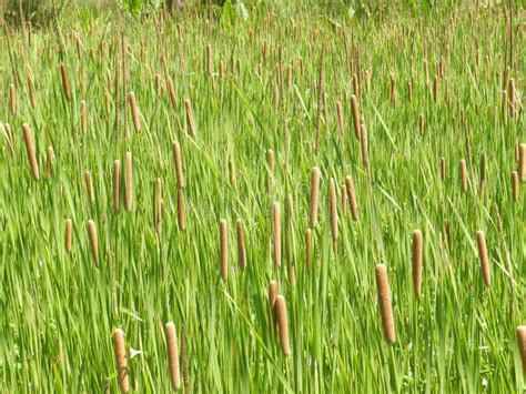 Bull Rushes Typha Latifolia Botanical Gardens Reunion Stock Photo