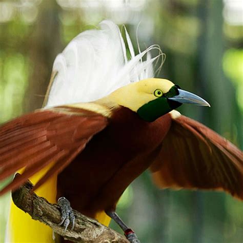 Lesser bird-of-paradise | Birds of paradise, Wildlife reserve, Birds