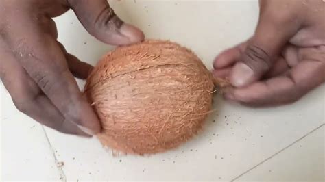 how to break a coconut in a easy way how to open coconuts easy way to crack a coconut youtube
