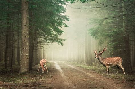 Free Image on Pixabay - Landscape, Forest, Deer, Nature | Deer, Nature, Landscape