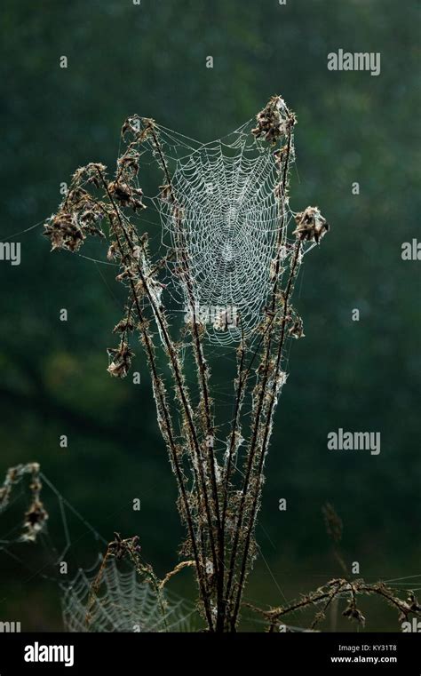 Spiders Web On Thistle Hi Res Stock Photography And Images Alamy