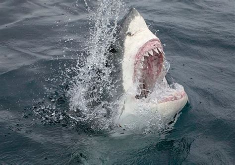 Was Cabot The Great White Shark With A Twitter Account Ever In Long