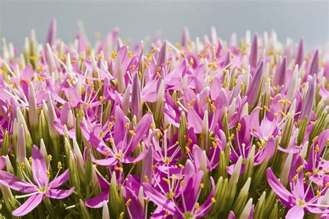 Mountain Pink Flowers And Buds Photograph By Steven Schwartzman Pixels