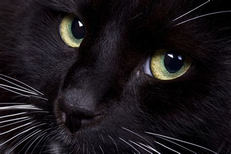 Just like people, cat's feet can dry out. Ask a Vet: Is a Dry Cat Nose a Cause for Concern? - Catster