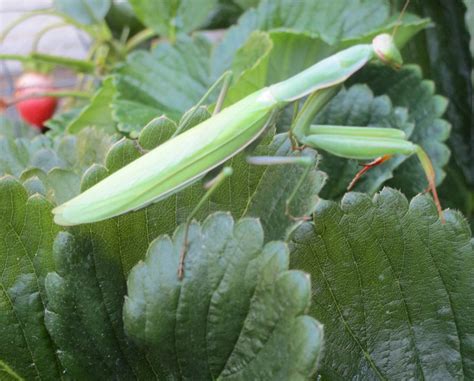 Praying Mantises Are Full Grown And Preparing To Mate Mendonoma