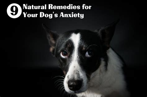 9 Natural Remedies For Your Dogs Anxiety The Dog Nest