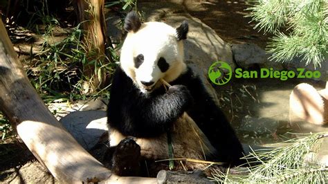 Panda Canyon Filmed 2002 At San Diego Zoo Youtube