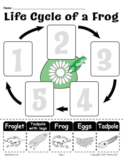 Free Frog Life Cycle Printable

